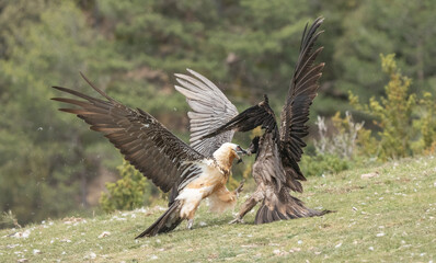 bearded vultures in fight on the ground
