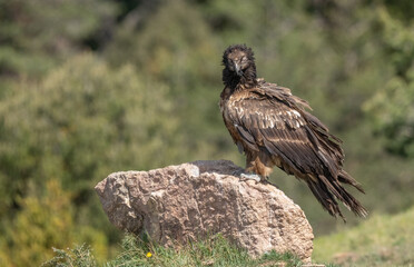 juvenile bearded vulture on a stone in the pyrenees mountains	