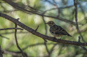 woodlark hidden on a pine branch