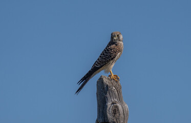 Common kestrel perched on a trunk	