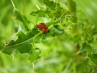 soldier beetle on a leaf