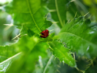 ladybird on a leaf