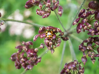 Ladybird on flower