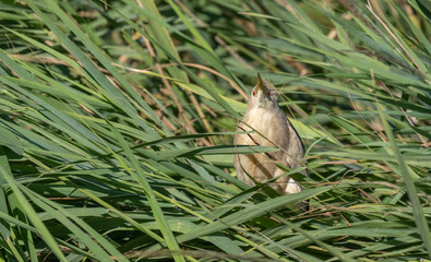 Little Bittern hidden among the reeds of the marsh	