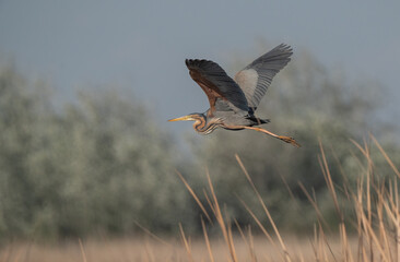 purple heron in flight over the marsh