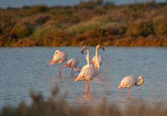 greater flamingos in the lagoon of delta ebro river	