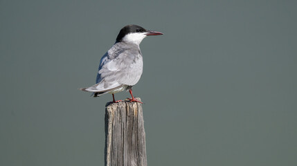 whiskered tern perched on the trunk in the lagoon
