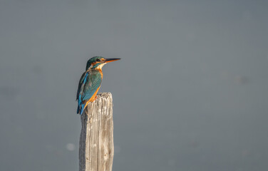 the kingfisher on the branch ready to fish	