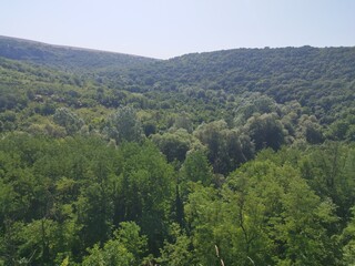 forest in the mountains