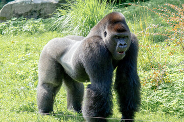gorilla fantasy