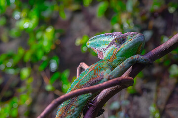 chameleon © Alicja