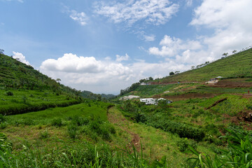 Naklejka premium Green field and blue sky with cloud in the morning, Indonesia