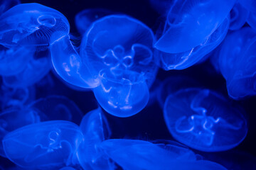 jellyfishes - obrazy, fototapety, plakaty
