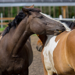 the love of horses