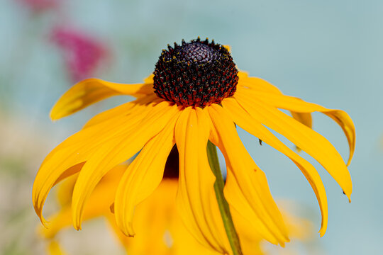 the yellow flower after blossom