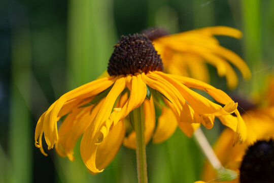 the yellow flower after blossom
