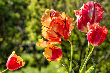 red and yellow tulips