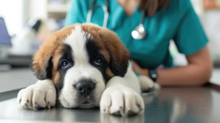 Tuinposter A photo of a cute St. Bernard puppy at a veterinary clinic © Olga