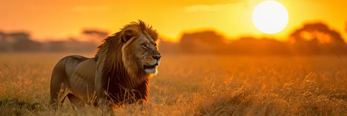 Gardinen big five wildlife safari, a majestic lion in african sunset savannah © CROCOTHERY