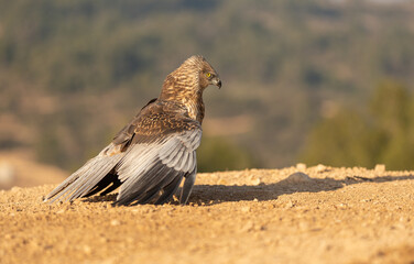 The male marsh harrier on the ground	