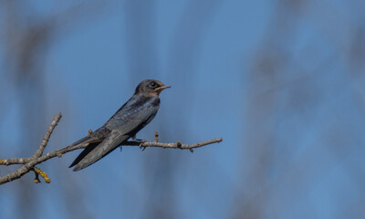 barn swallow on the branch