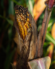 Close up photo of a corn plant