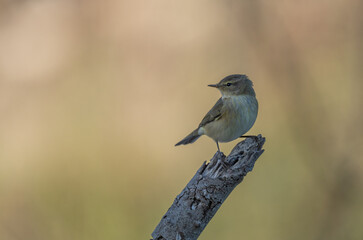 Obraz premium common chiffchaff on the branch 