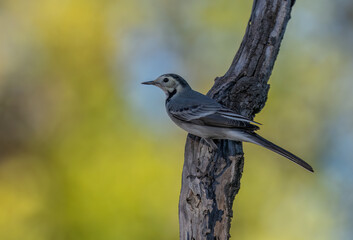 White Wagtail on a branch	