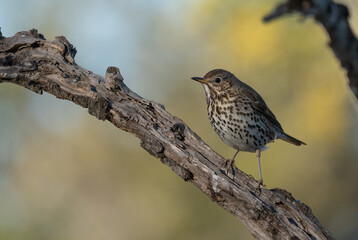 Fototapeta premium song thrush on the branch 