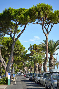 The street of the Italian city of Roseto degli Abruzzi, coniferous trees, blue sky, cars parked at the curb. Italy. Mediterranean view. The city is in the south. A trip to Europe. Italian holidays.