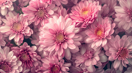 Soft Pink Chrysanthemum Serenity