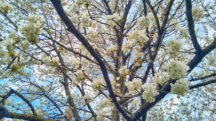 white blooming cherry tree and blue sky in the background