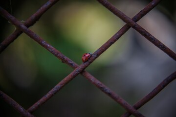 Ladybug chilling on a fench