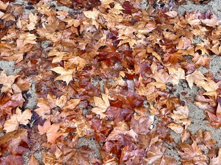 Golden brown orange yellow fallen leaves carpet. Autumn leaf background. Fried leaves on the ground after rain