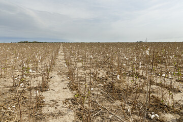 Cotton plantation affected by drought.