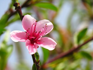 pink blossom