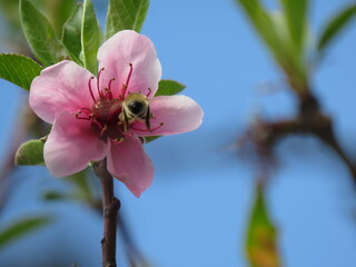 bee on flower