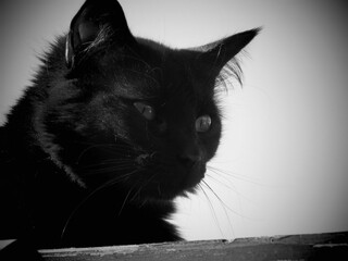 black and white cat on the black