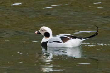 Male long tailed duck swimming in the water with reflection 