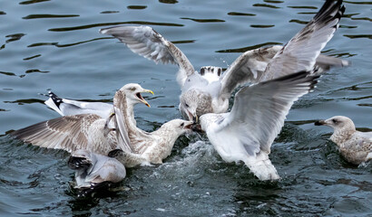 Group of herring gulls fighting in the water over a fish