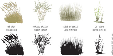 illustrations of saltwater grasses near gulf of mexico, sea oats paspalum salt marsh spartina patens black needlerush plants - obrazy, fototapety, plakaty