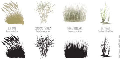 Foto op Plexiglas illustrations of saltwater grasses near gulf of mexico, sea oats paspalum salt marsh spartina patens black needlerush plants © SHERI
