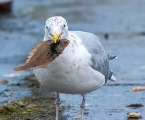 Herring gull with a fish in its beak