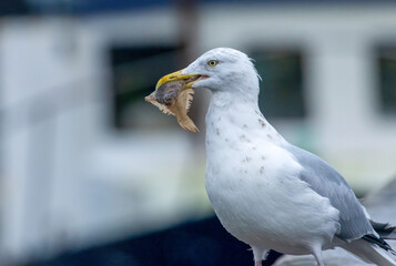 Herring gull with a fish in its beak