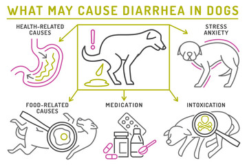 What may cause diarrhea in dogs. Useful medical infographic with line icons.