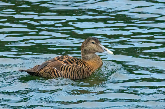 Female Eider duck swimming