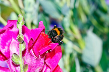 The bumblebee on a red flower in the sun's rays