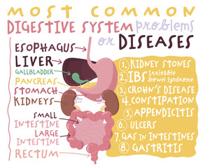 Human digestive system in flat cartoon style.