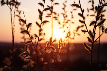 blooming tree branch at sunset. rural spring (summer) landscape