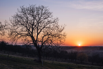 Fototapeta na wymiar blooming tree branch at sunset. rural spring (summer) landscape